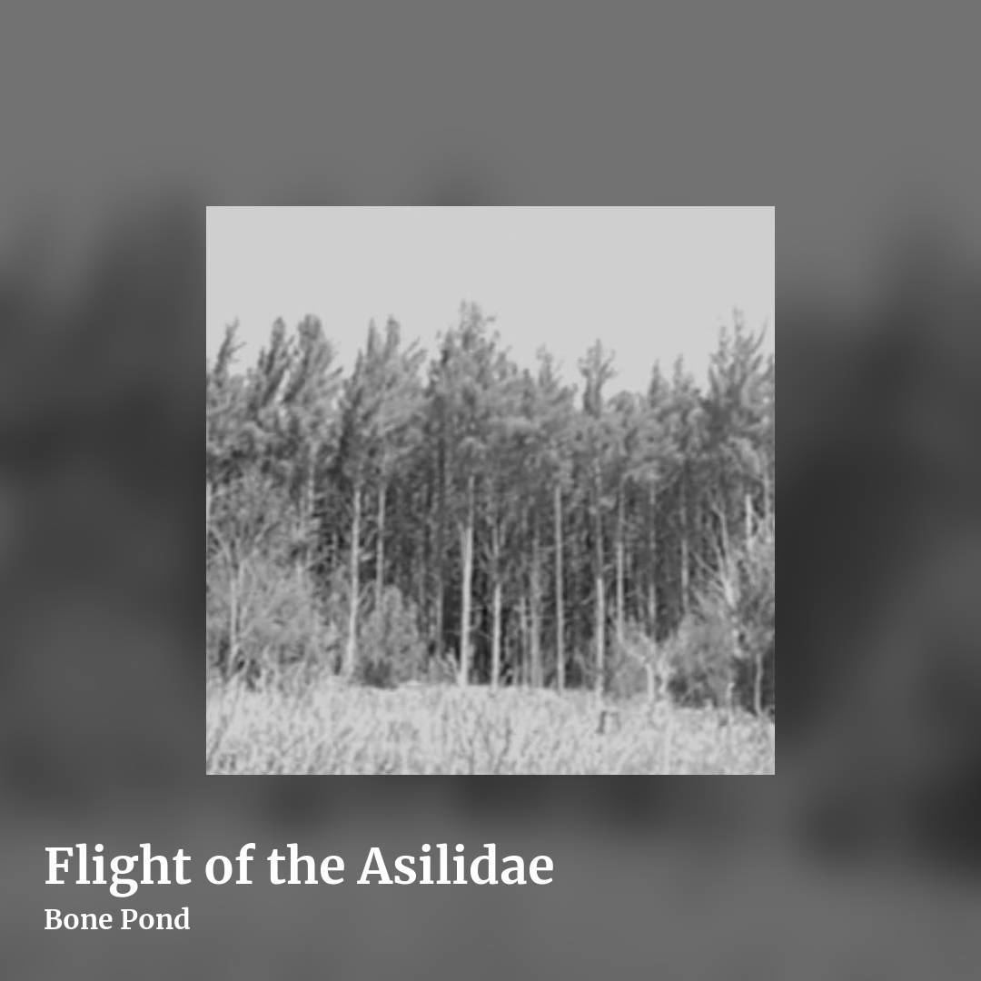 Flight of the Asilidae by Bone Pond, square clean share image