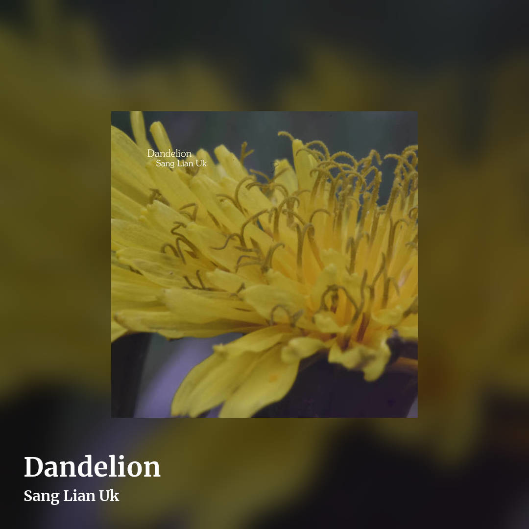 Dandelion by Sang Lian Uk, square clean share image