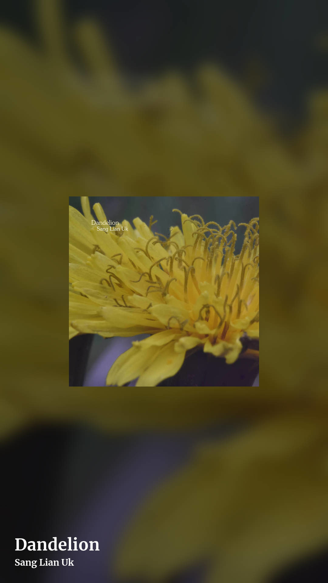 Dandelion by Sang Lian Uk, story clean share image