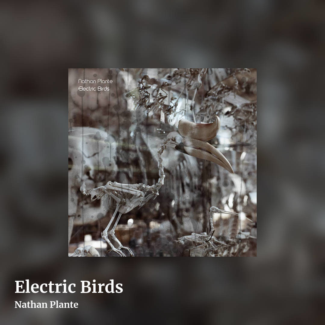 Electric Birds by Nathan Plante, square clean share image