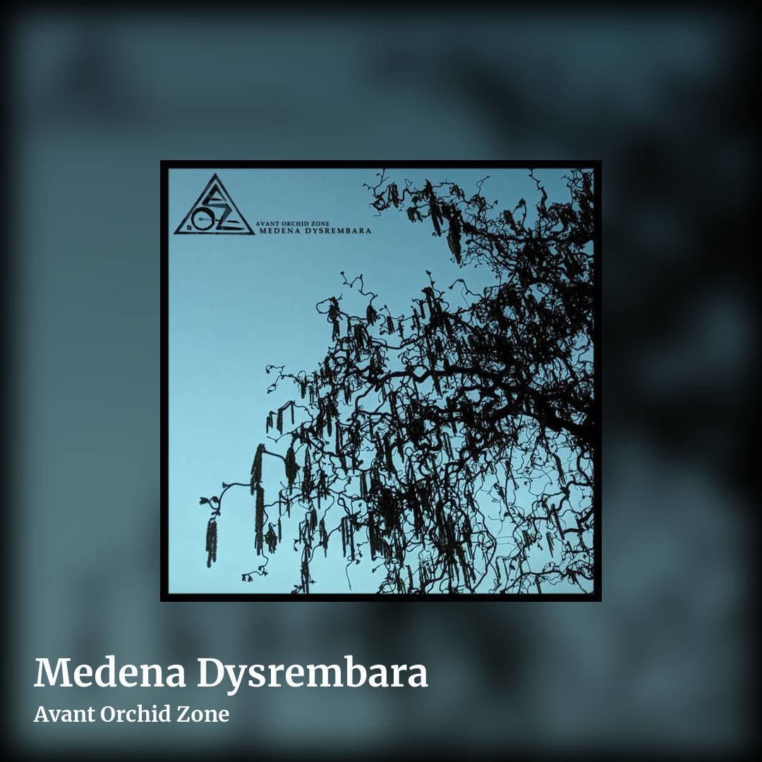 Medena Dysrembara by Avant Orchid Zone, square clean share image