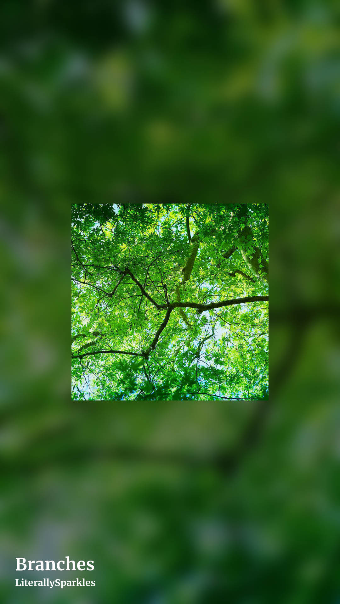 Branches by LiterallySparkles, story clean share image