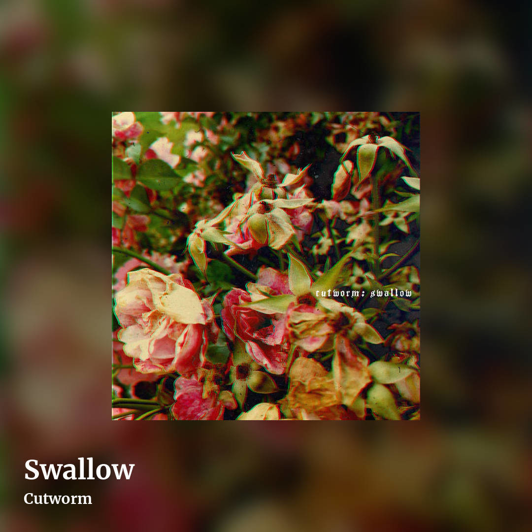 Swallow by Cutworm, square clean share image