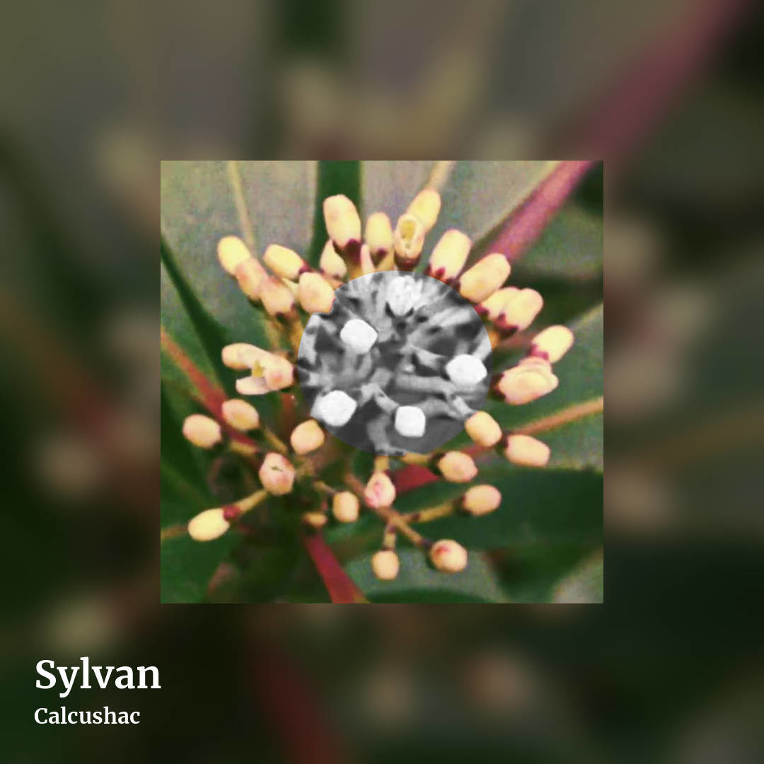 Sylvan by Calcushac, square clean share image