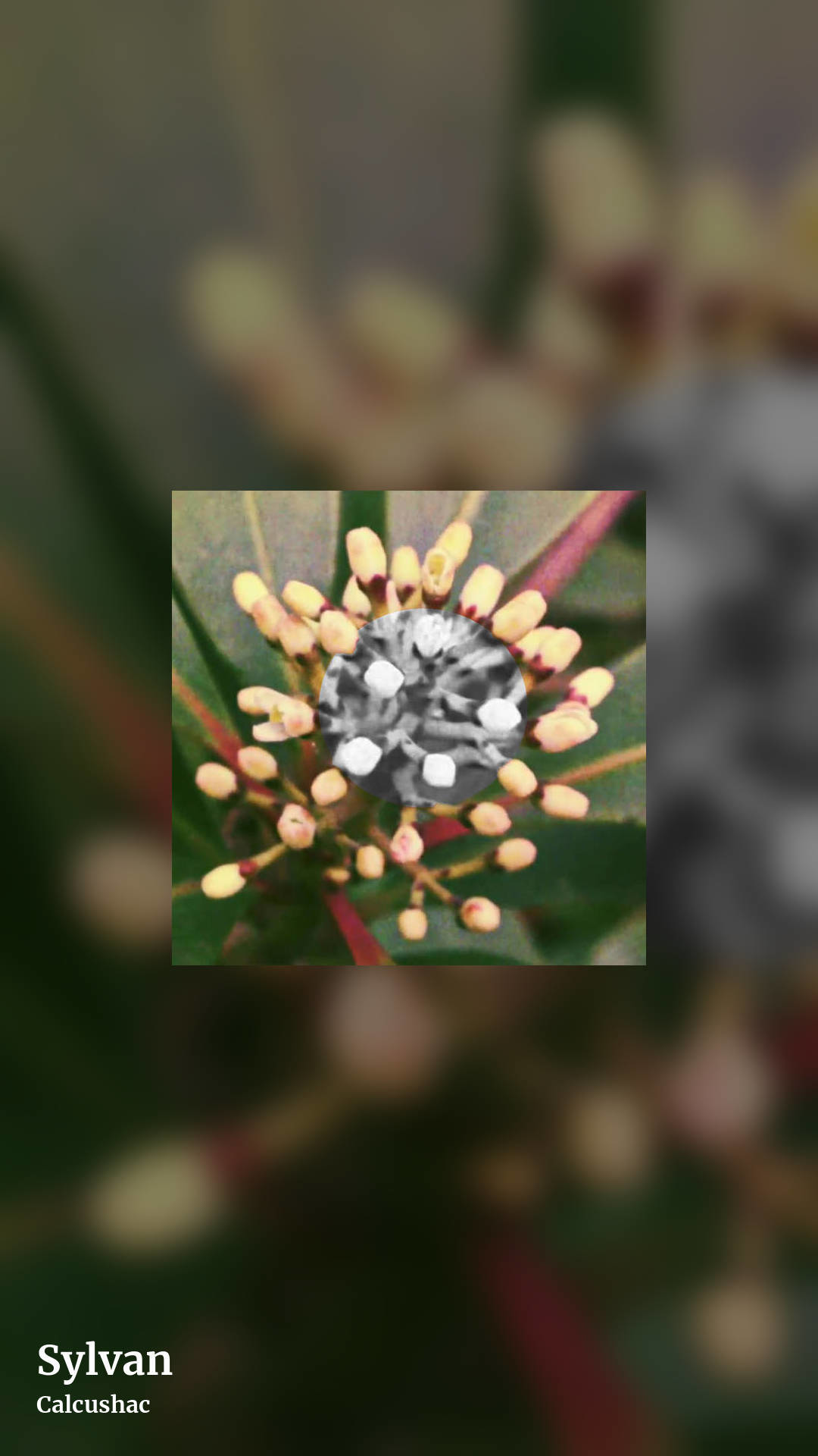 Sylvan by Calcushac, story clean share image