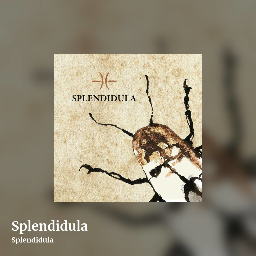 Splendidula by Splendidula, square clean share image