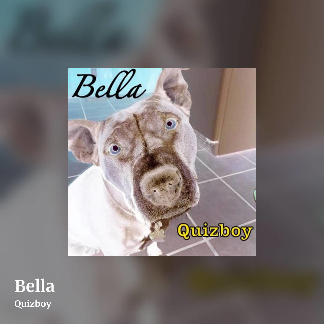 Bella by Quizboy, square clean share image