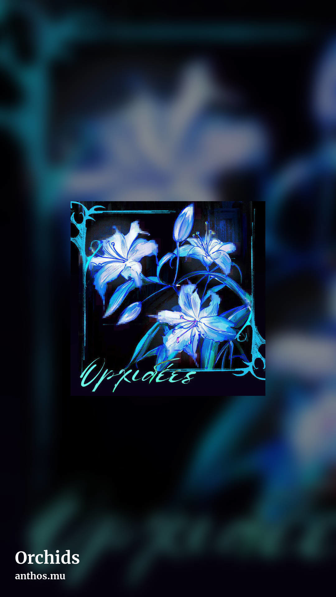Orchids by anthos.mu, story clean share image