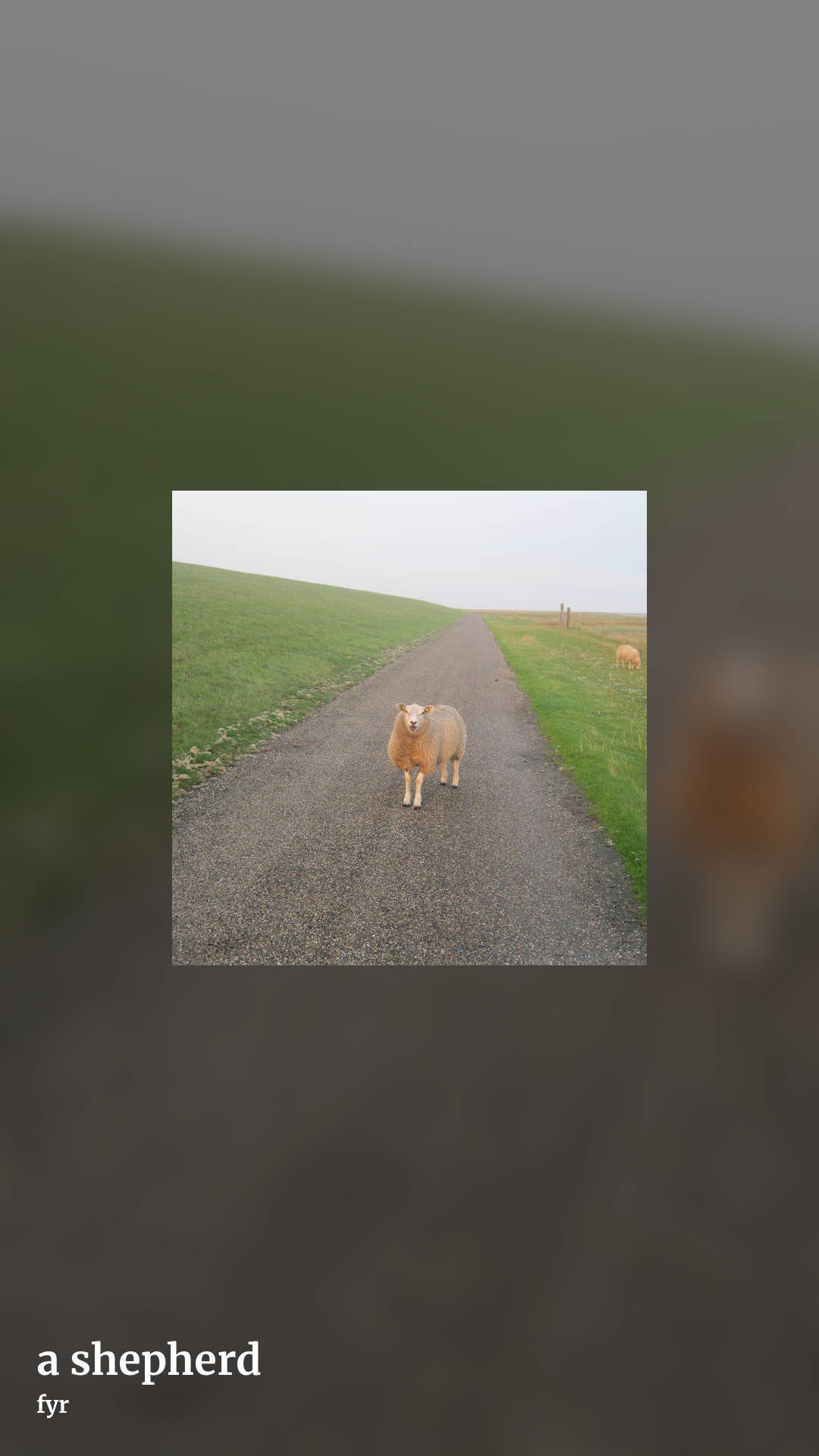 a shepherd by fyr, story clean share image