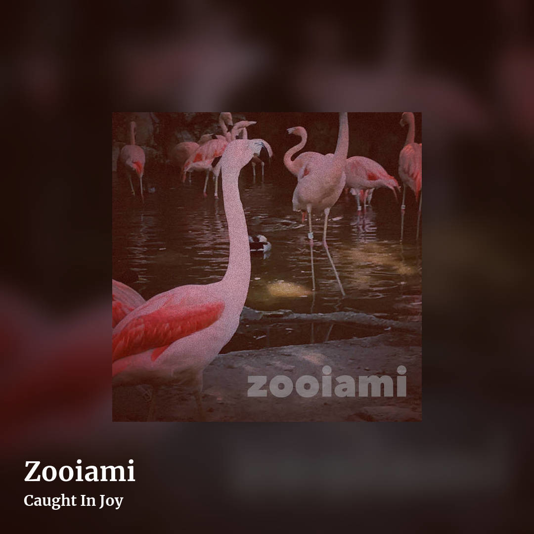 Zooiami by Caught In Joy, square clean share image