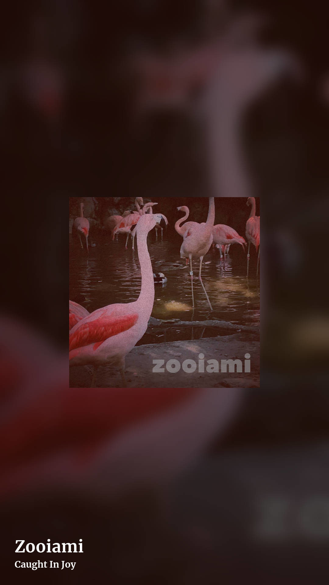 Zooiami by Caught In Joy, story clean share image