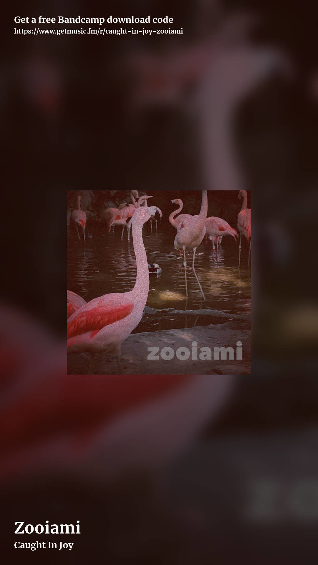 Zooiami by Caught In Joy, story promo share image