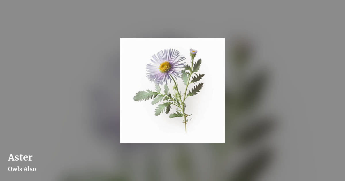 Aster by Owls Also, landscape clean share image