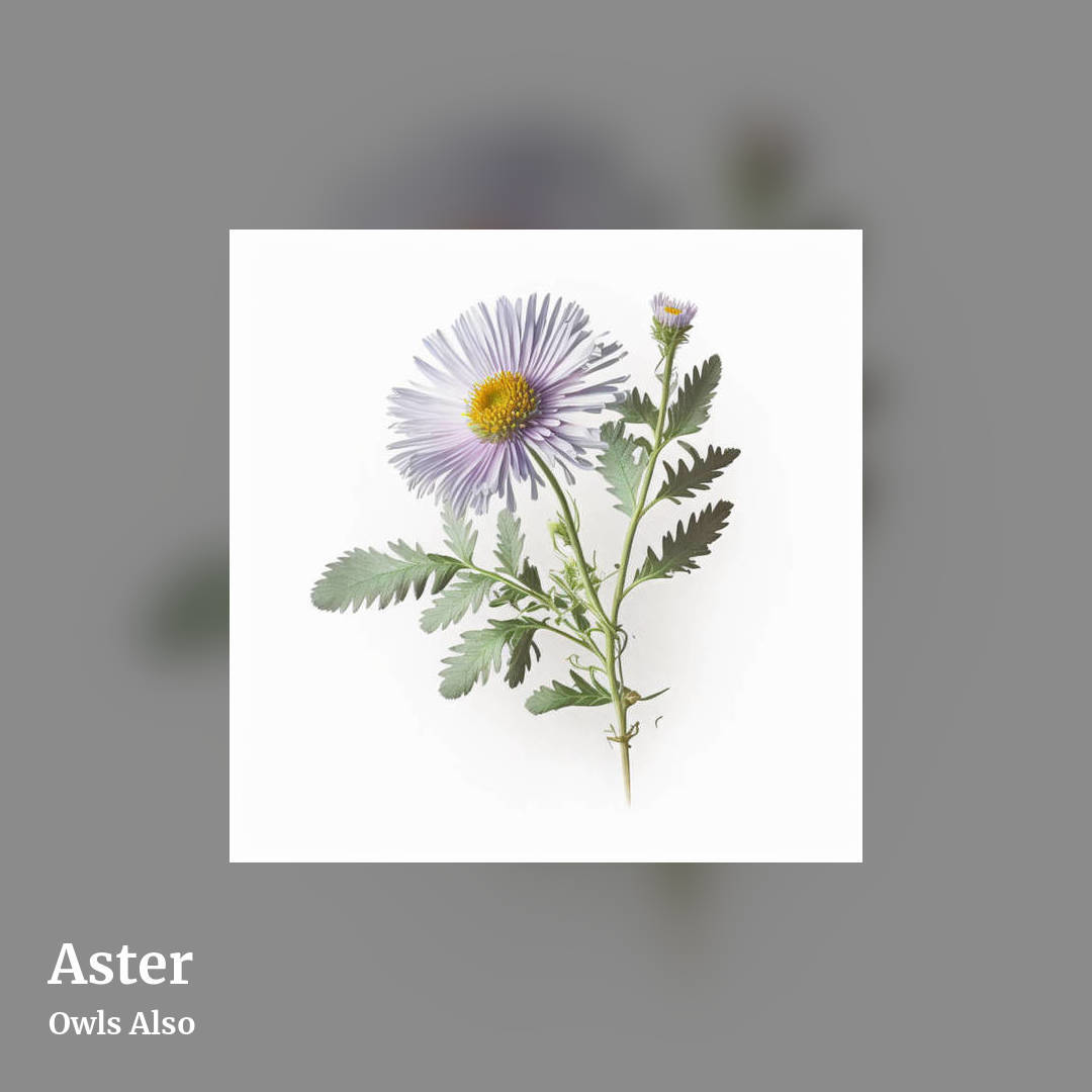 Aster by Owls Also, square clean share image