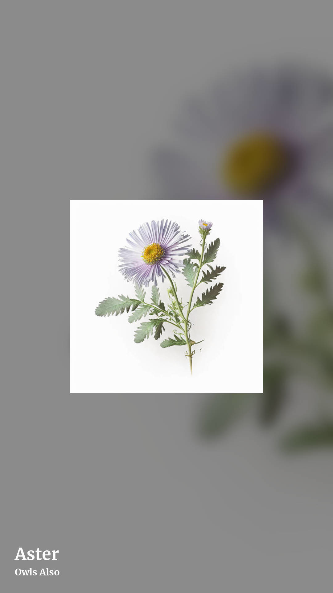 Aster by Owls Also, story clean share image